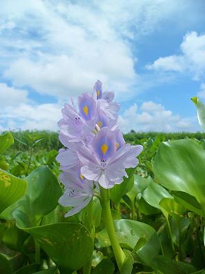 File:Eichhornia crassipes, Faridpur.jpg