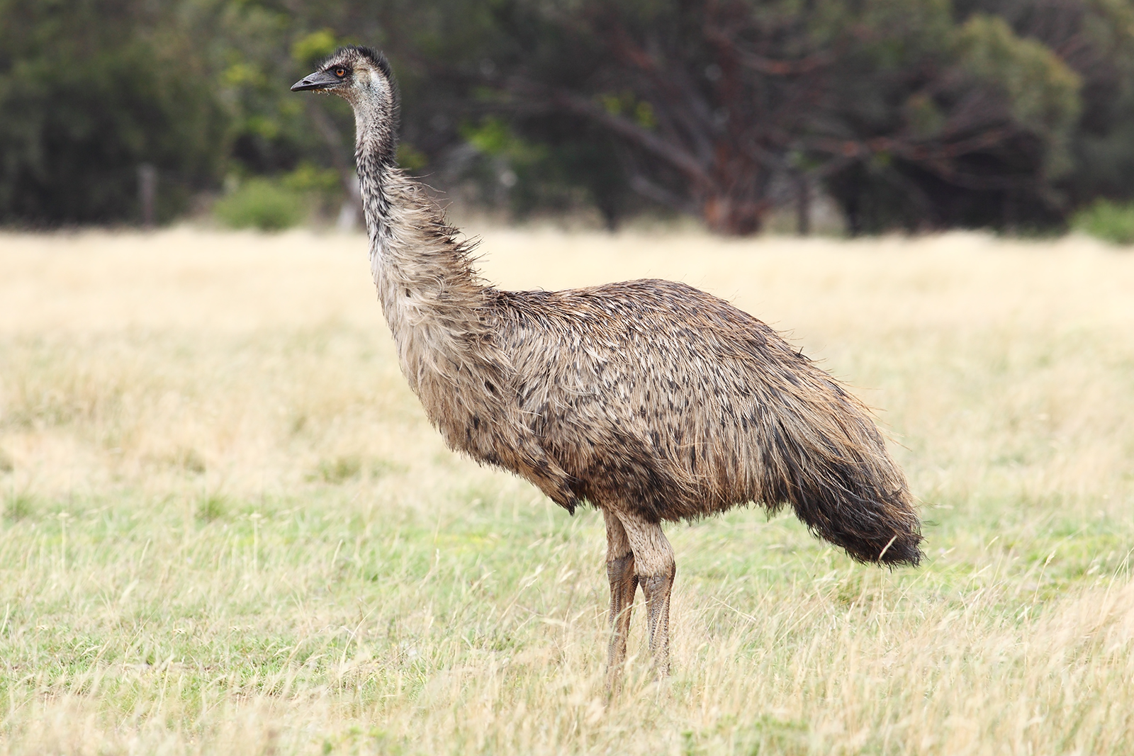 emu australia wikipedia