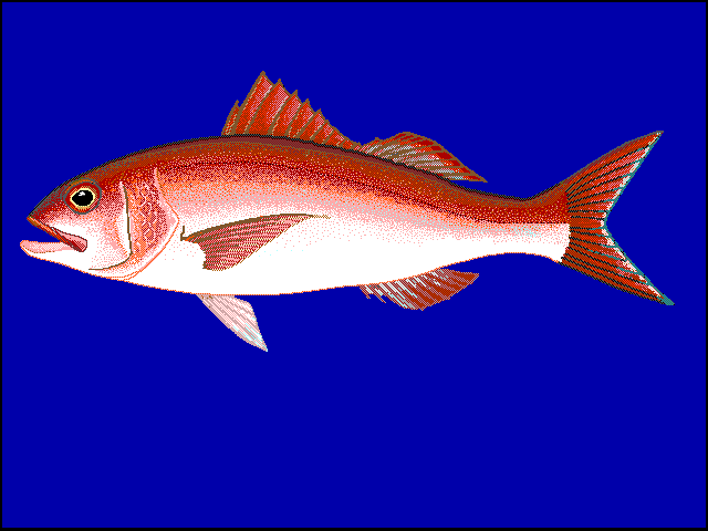 Northern red snapper - Wikipedia