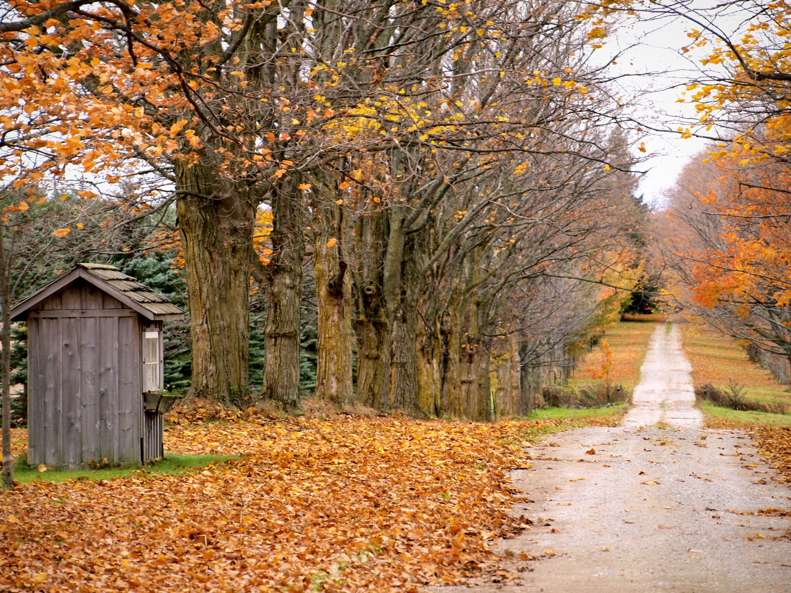 File:Fallen Leaves October 2011.jpg - Wikimedia Commons