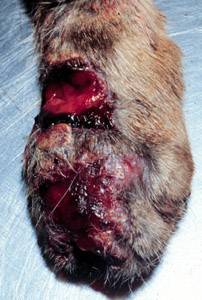 Ulcerative skin disease in a cat with sporotrichosis; a cat with this disease must be handled with caution as this form can be contagious to other animals and to humans Feline sporotrichosis 3.jpg