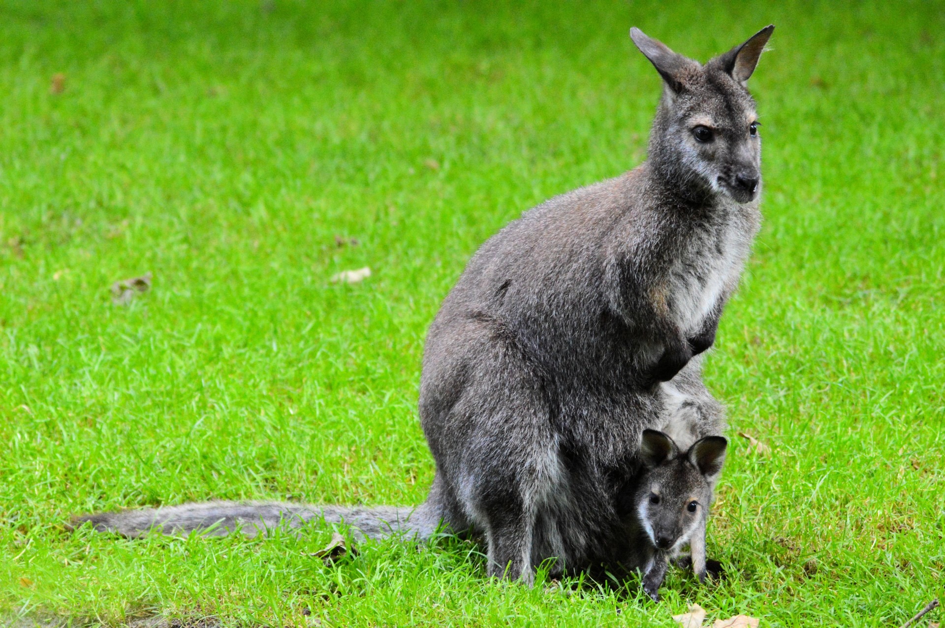 Kangaroo. Сумчатые кенгуру. Кенгуру сумчатое животное. Самка кенгуру. Валлаби Парри.