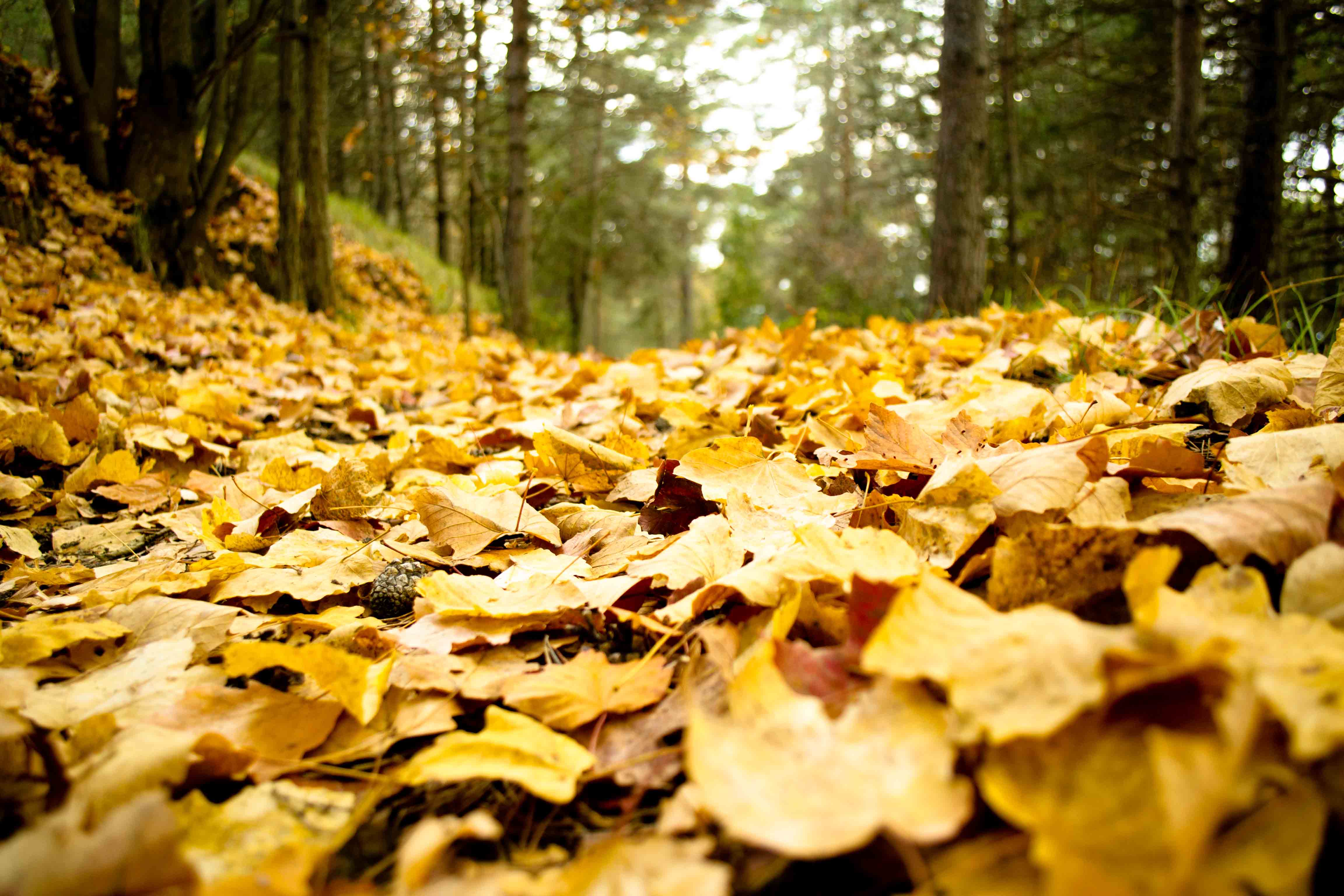 Ramasser les feuilles mortes n'est pas bon pour l'environnement