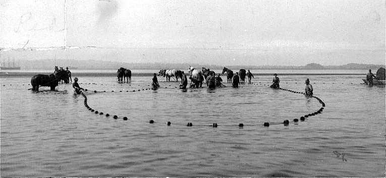 File:Fishermen horse seining for salmon on the Columbia River, nd