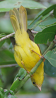 Ndwindwi manjano (Erythrocercus holochlorus)