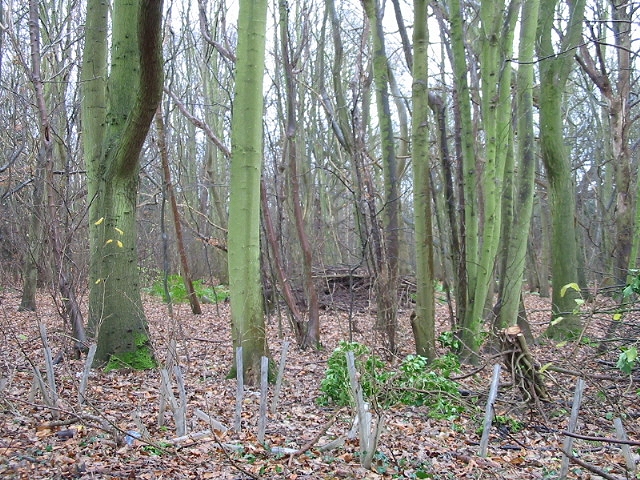 File:Garden Wood from Pike Road. - geograph.org.uk - 315784.jpg