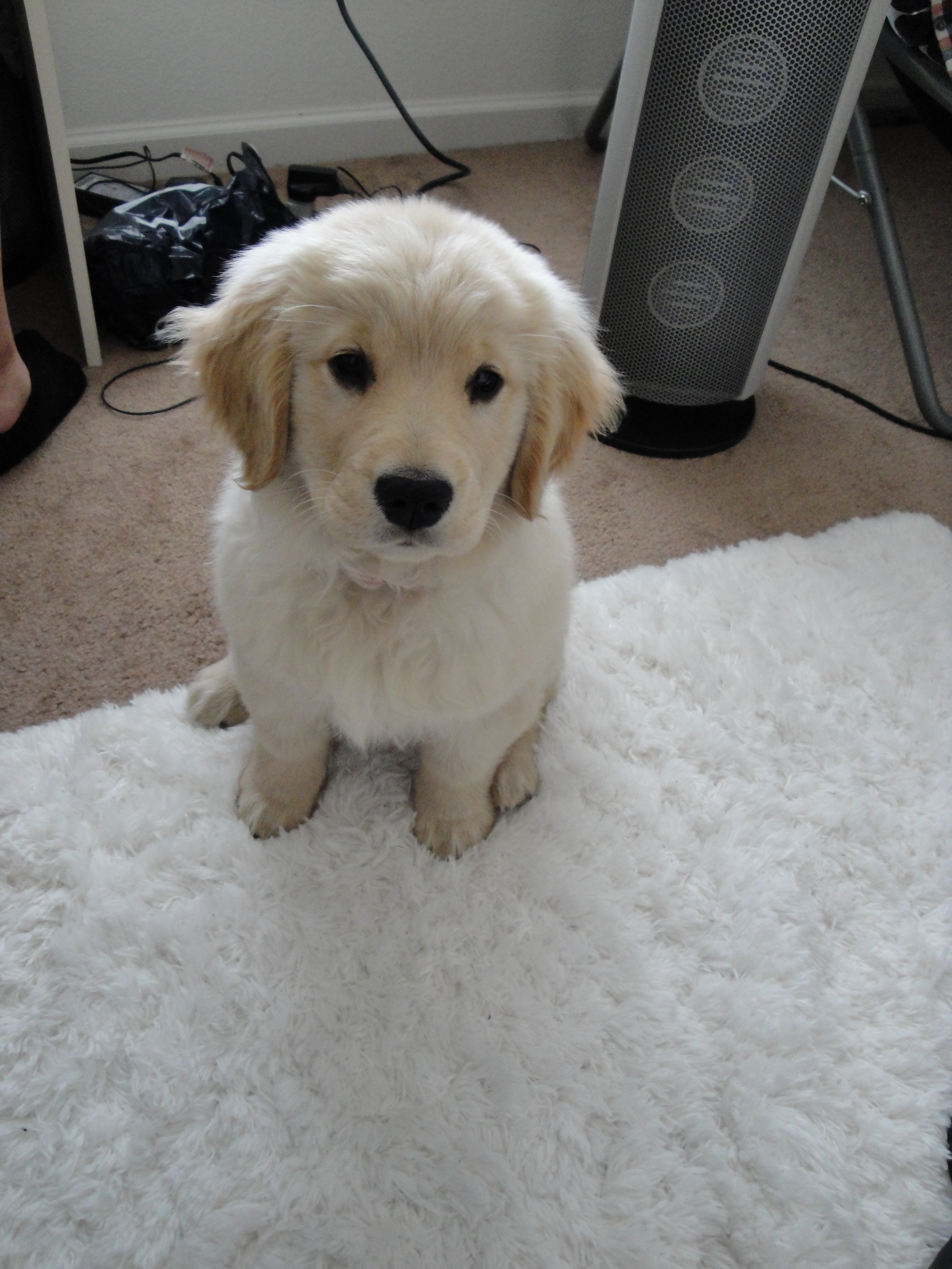 File:Golden Retriever puppy 2010.jpg - Wikimedia Commons