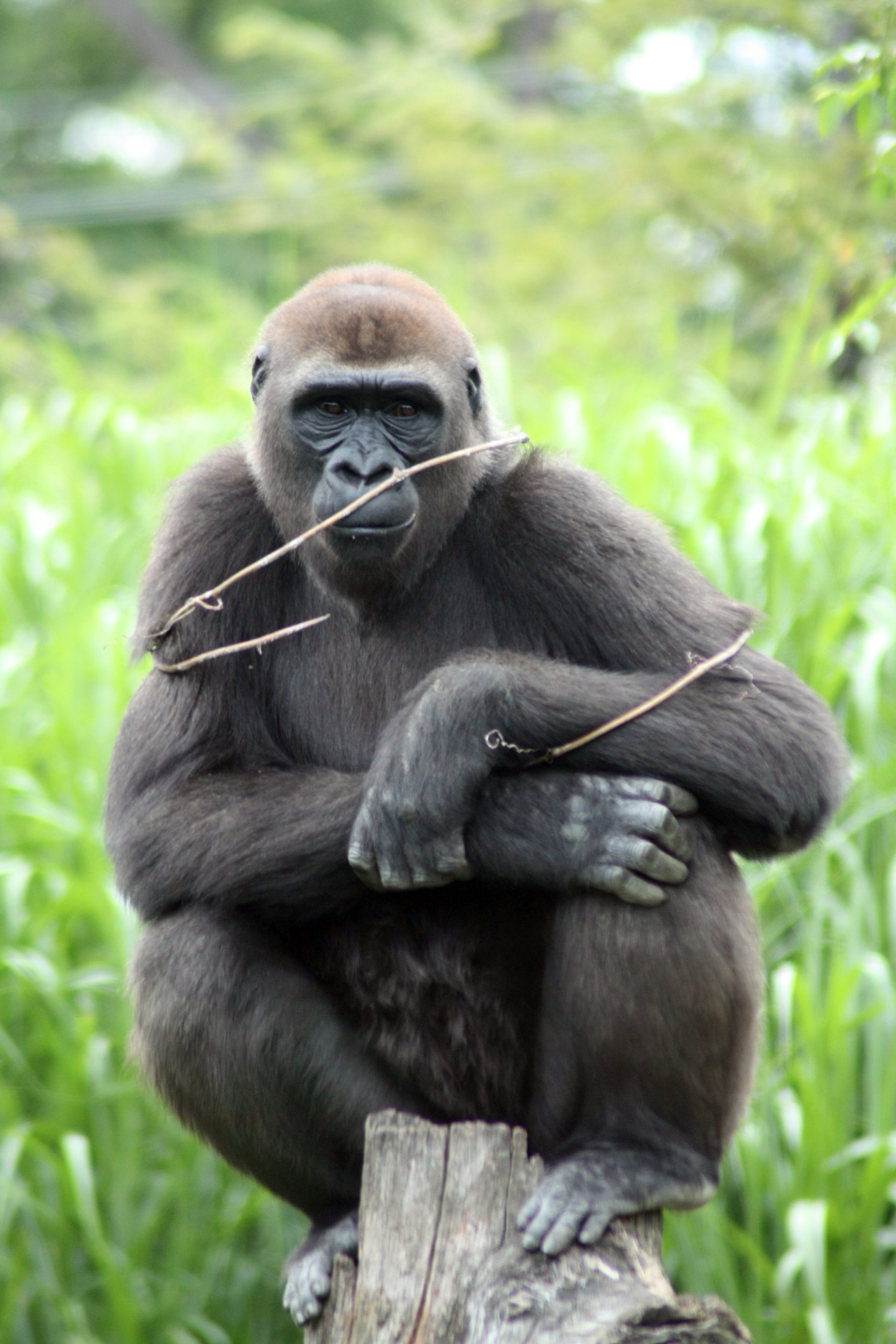 Gorilla Ape Posing Stock Photo - Download Image Now - Alertness, Animal,  Animal Behavior - iStock