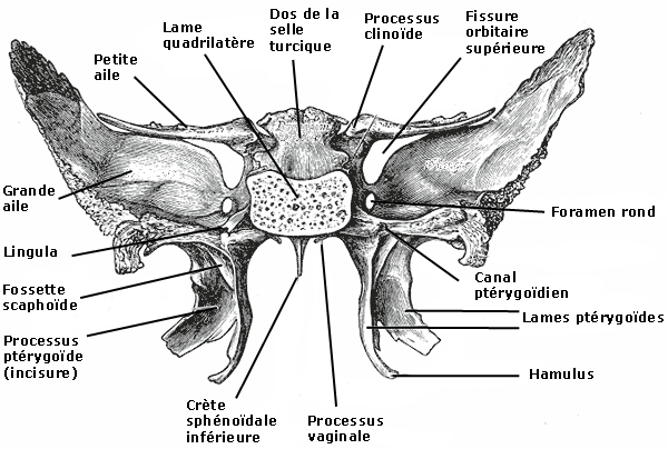 RÃ©sultat de recherche d'images pour "trijumeau trou grand rond"