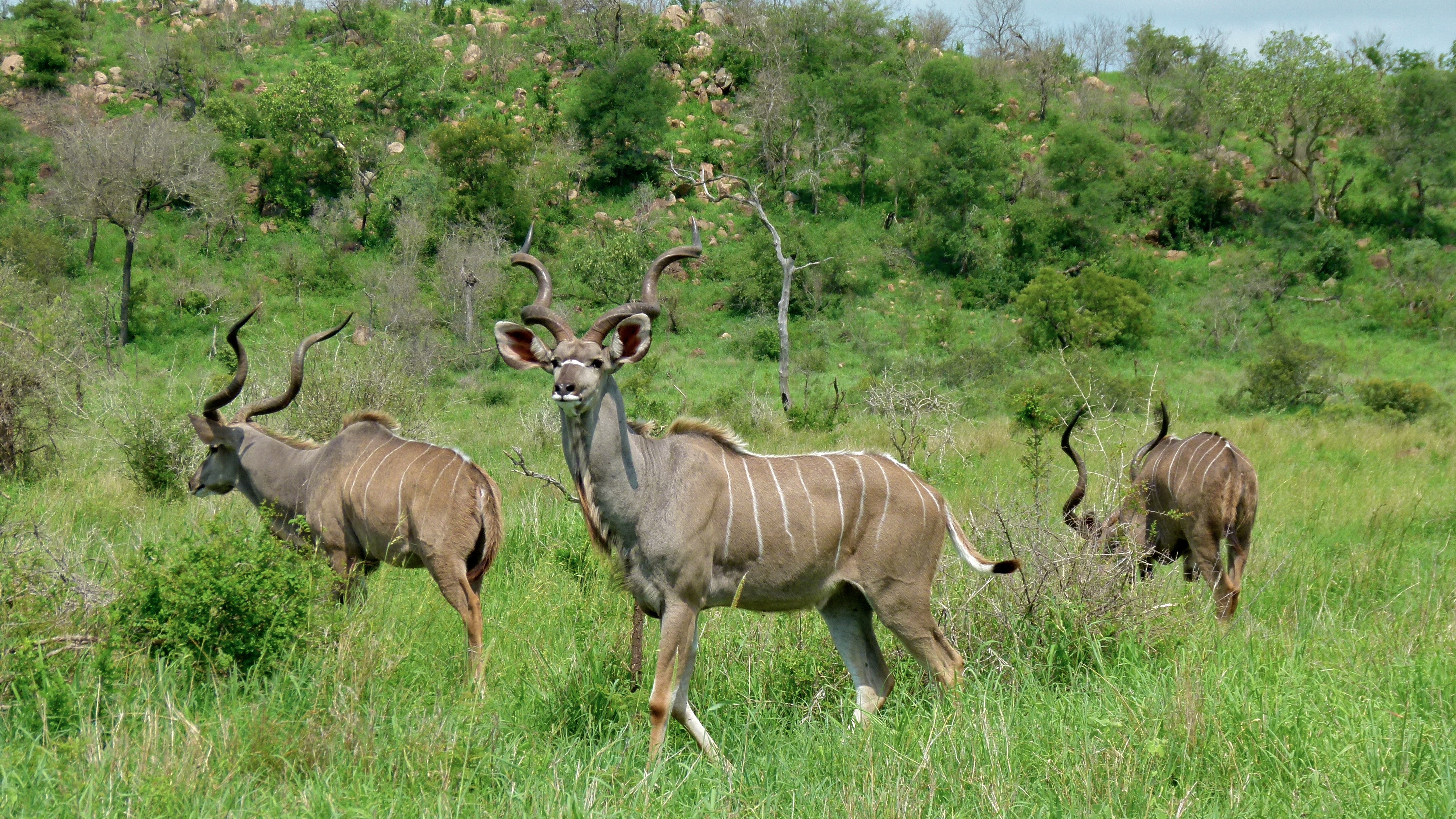 Greater Kudus (Tragelaphus strepsiceros) (6005882108).jpg