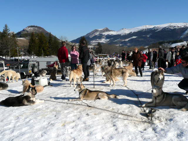 File:Gresse-en-Vercors chiens de traîneau 1.jpg