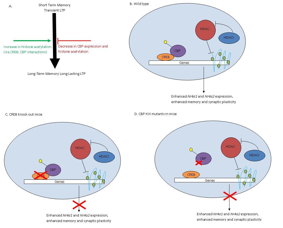 Epigenetics - Wikipedia