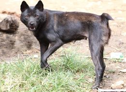 Hmong bobtail dog - Wikipedia