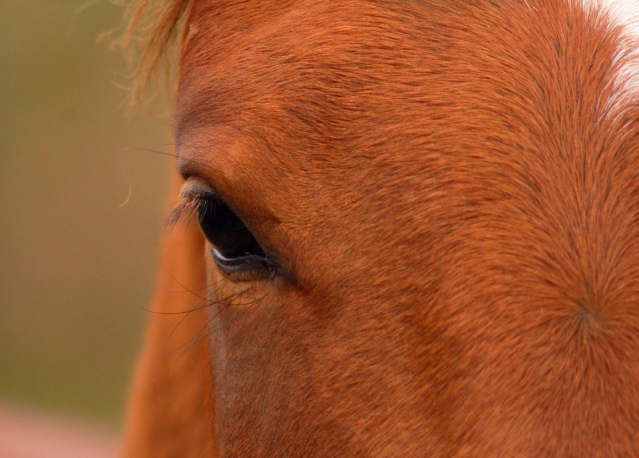 Filehorse Closeup Wikimedia Commons