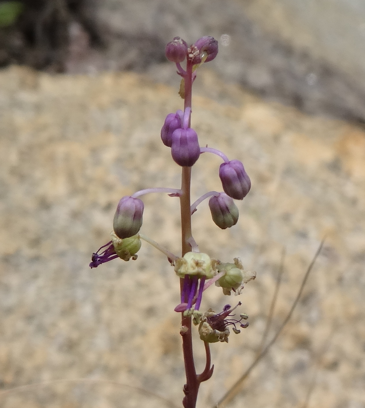 Hyacinthaceae - Mount Jaiane 5 (22270245009).jpg