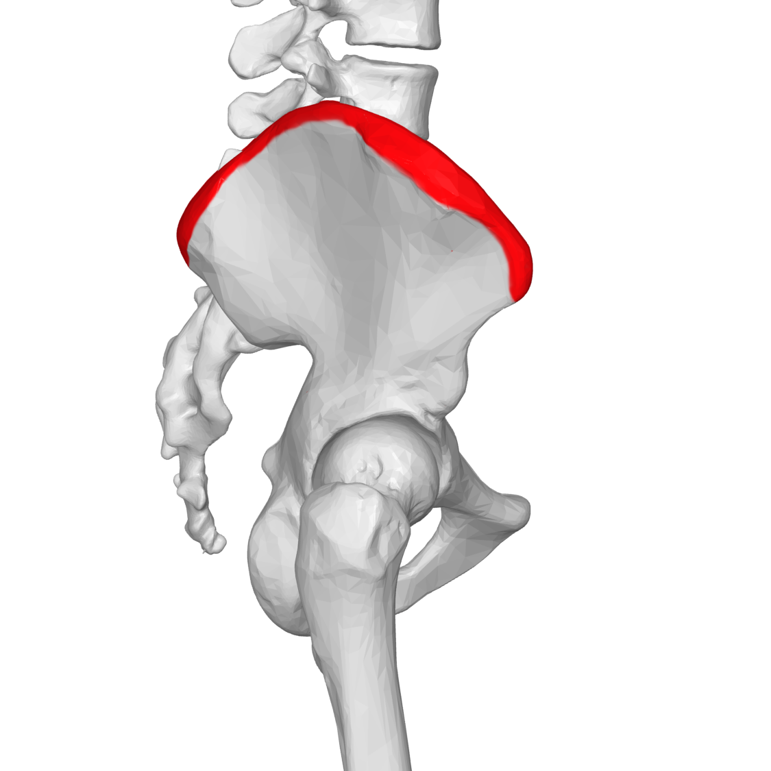 Iliac crest - Wikipedia