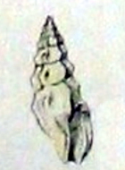 <i>Ithycythara pentagonalis</i> Species of gastropod