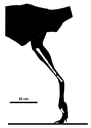 <i>Kakuru</i> Extinct genus of theropod dinosaurs