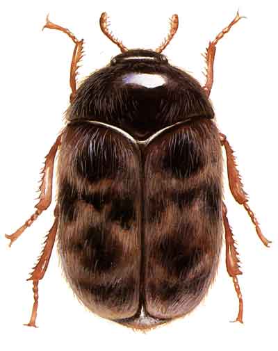 khapra beetle - wikipedia