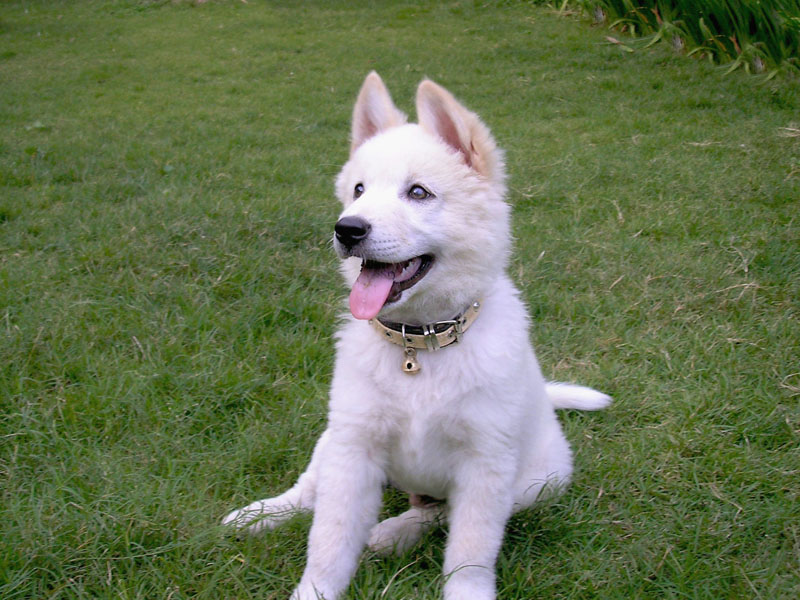 46++ Anjing siberian husky mix golden update