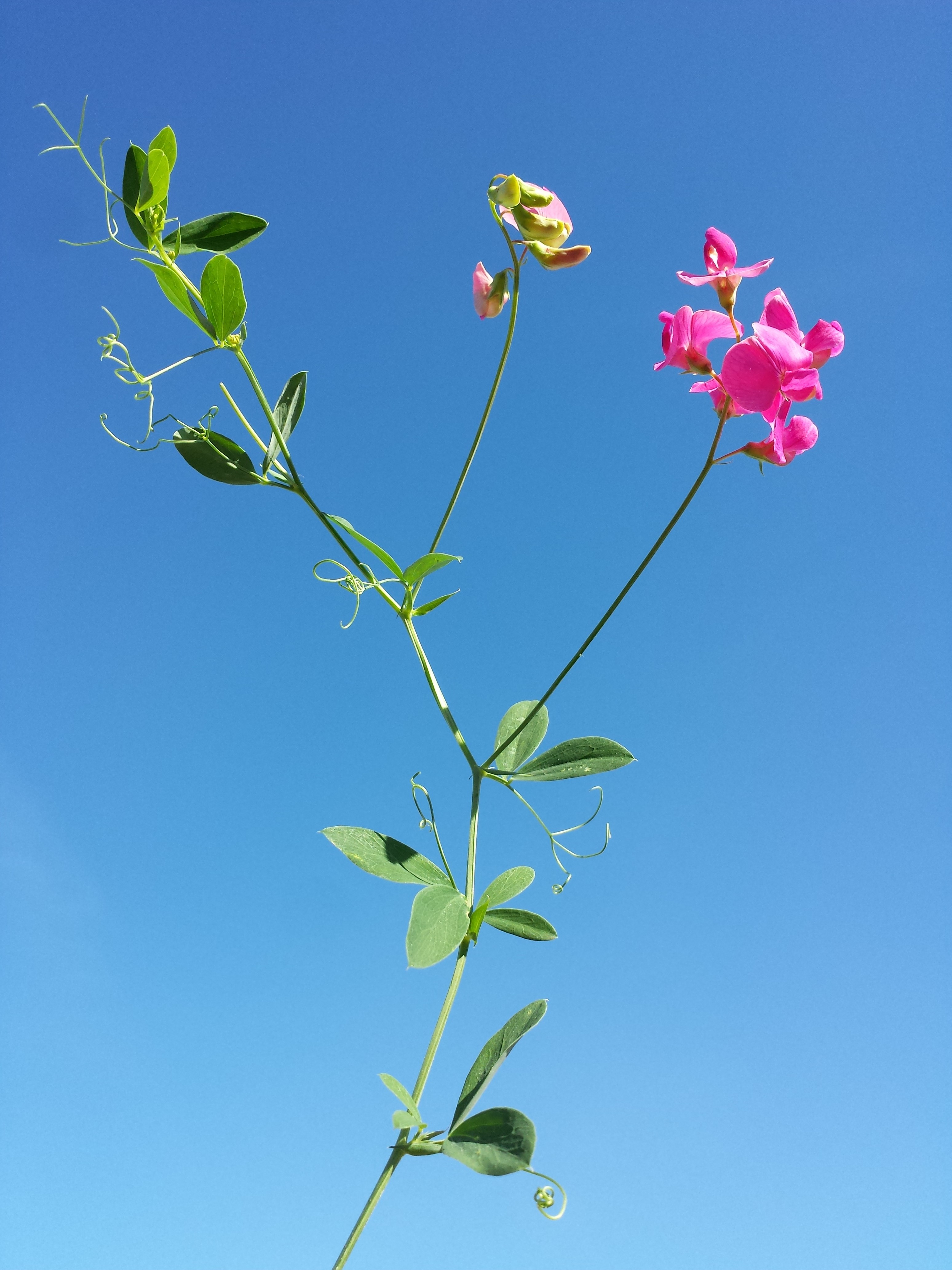 Lathyrus sativus