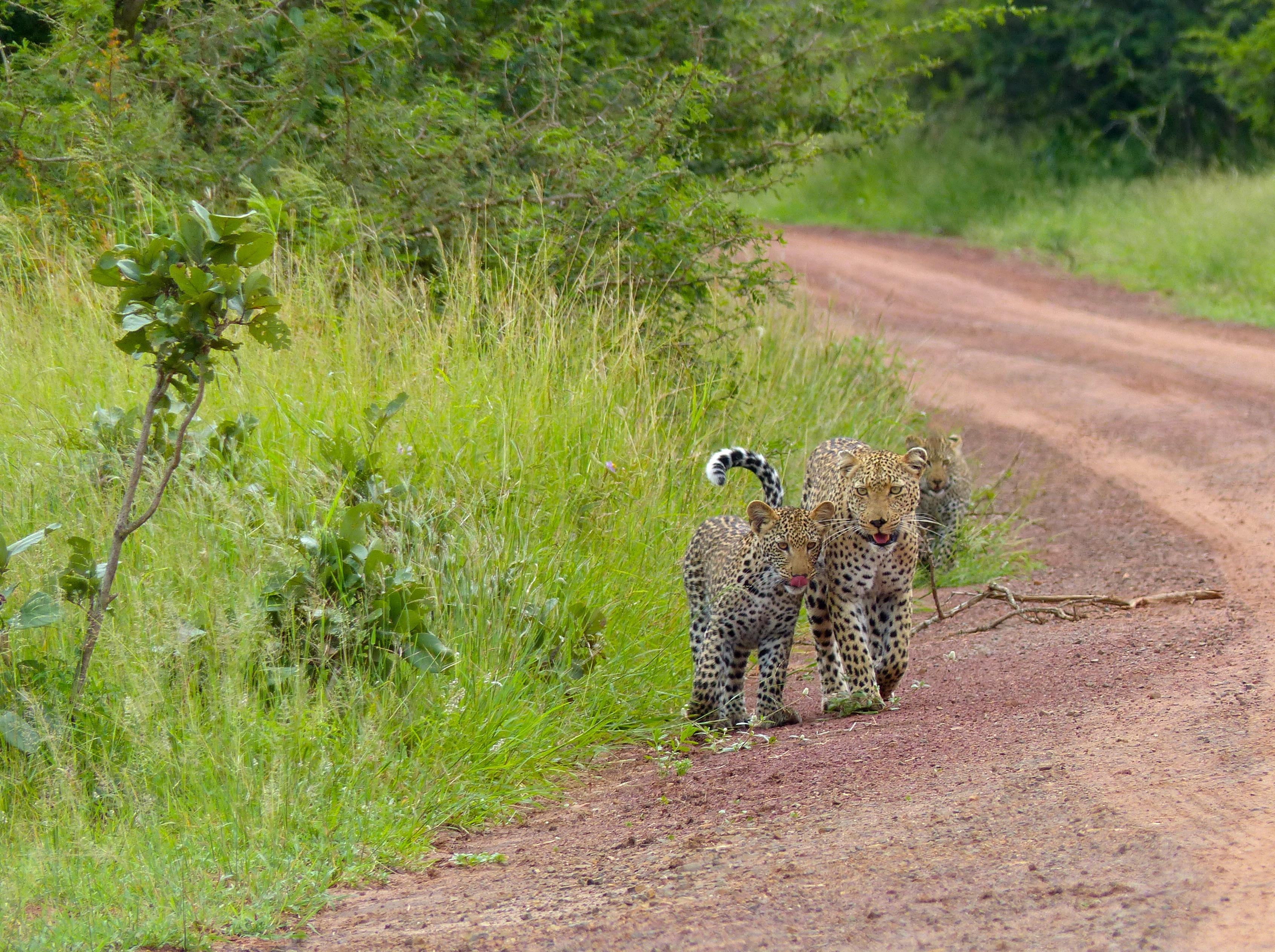 Leopards (Panthera pardus) female with two cubs (13923687563).jpg