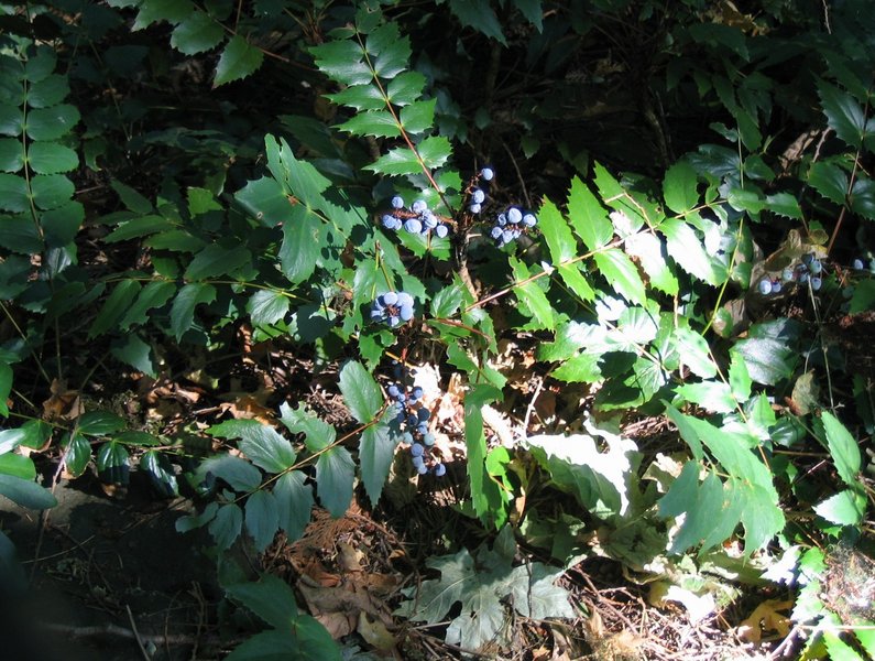 File:Mahonia nervosa.jpg