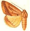 <i>Mocis diplocyma</i> Species of moth