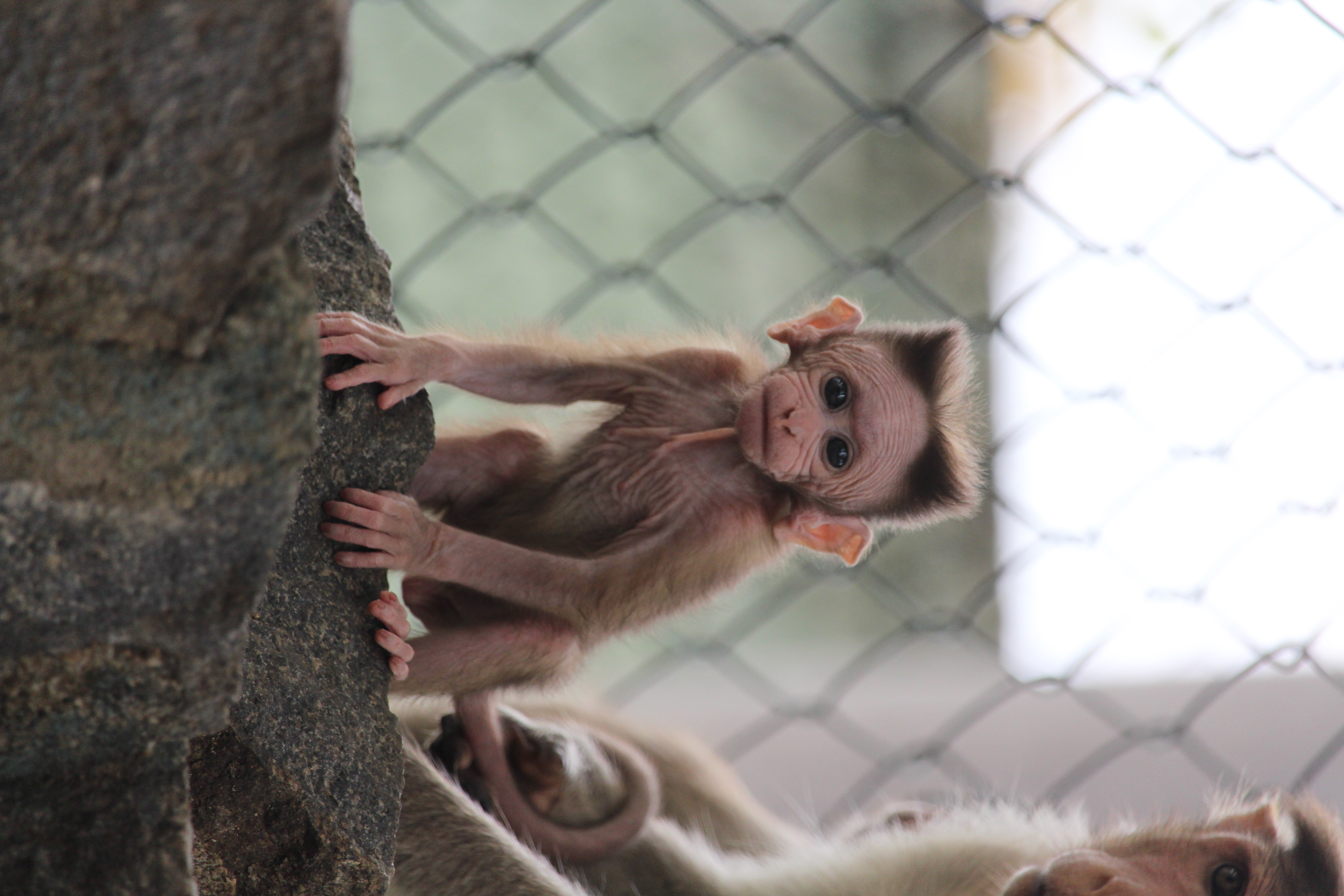 Apell Of Capuchin Monkeys Monkey - Free photo on Pixabay - Pixabay