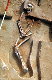 Photo of a skeleton lying in a hollowed bed of rock. The skull is on its side, with the legs drawn together ans the hands resting on top of the pelvic bone.
