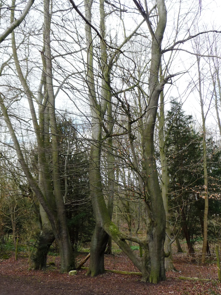 Beech sapling grown into letter 'N' is named England's Tree of the