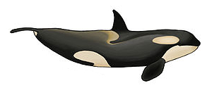 File:Orcinus orca cropped.jpg