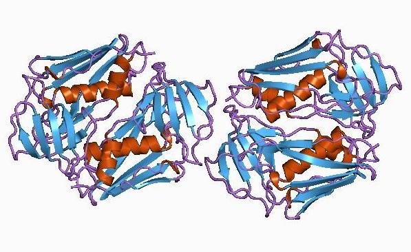 Staphylococcal Toxic Shock Syndrome