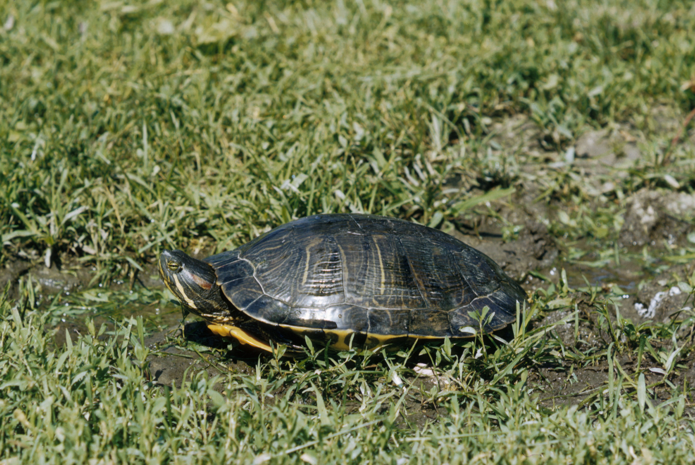 Turtle 1. Pseudemys rubriventris ). Пузатая черепаха. Черепаха которая живет 300 лет.