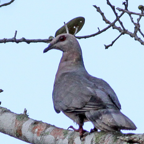 File:Patagioenas caribaea -Cockpit Country, Jamaica-8 (cropped).jpg