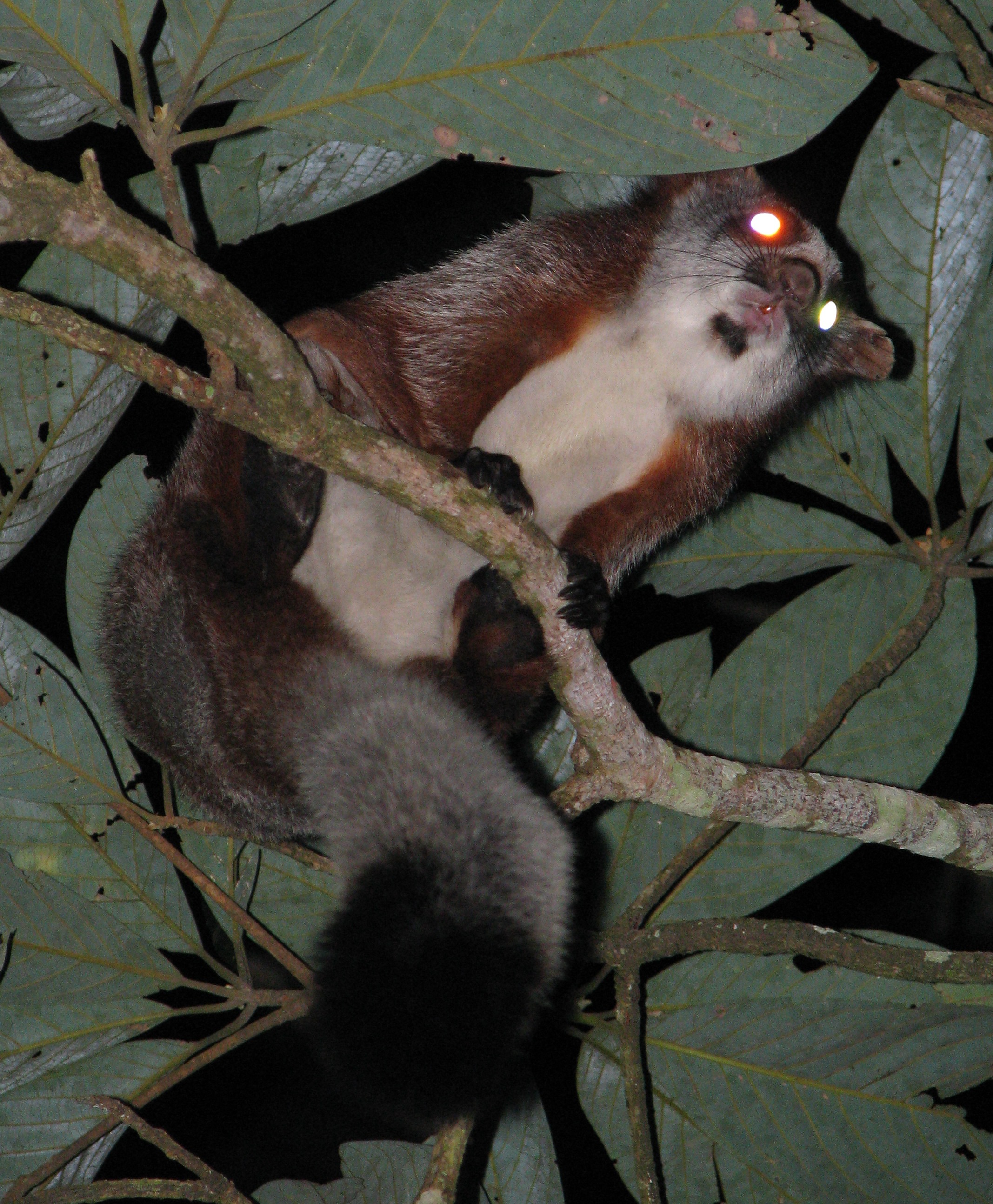 Borneo's 'carnivorous' squirrel actually mainly eats one kind of