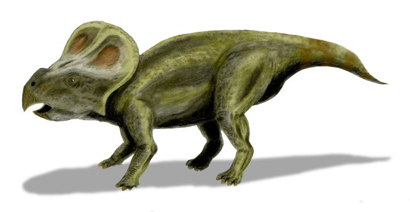 File:Protoceratops BW.jpg