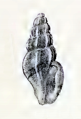 <i>Pseudorhaphitoma alfredi</i> species of mollusc