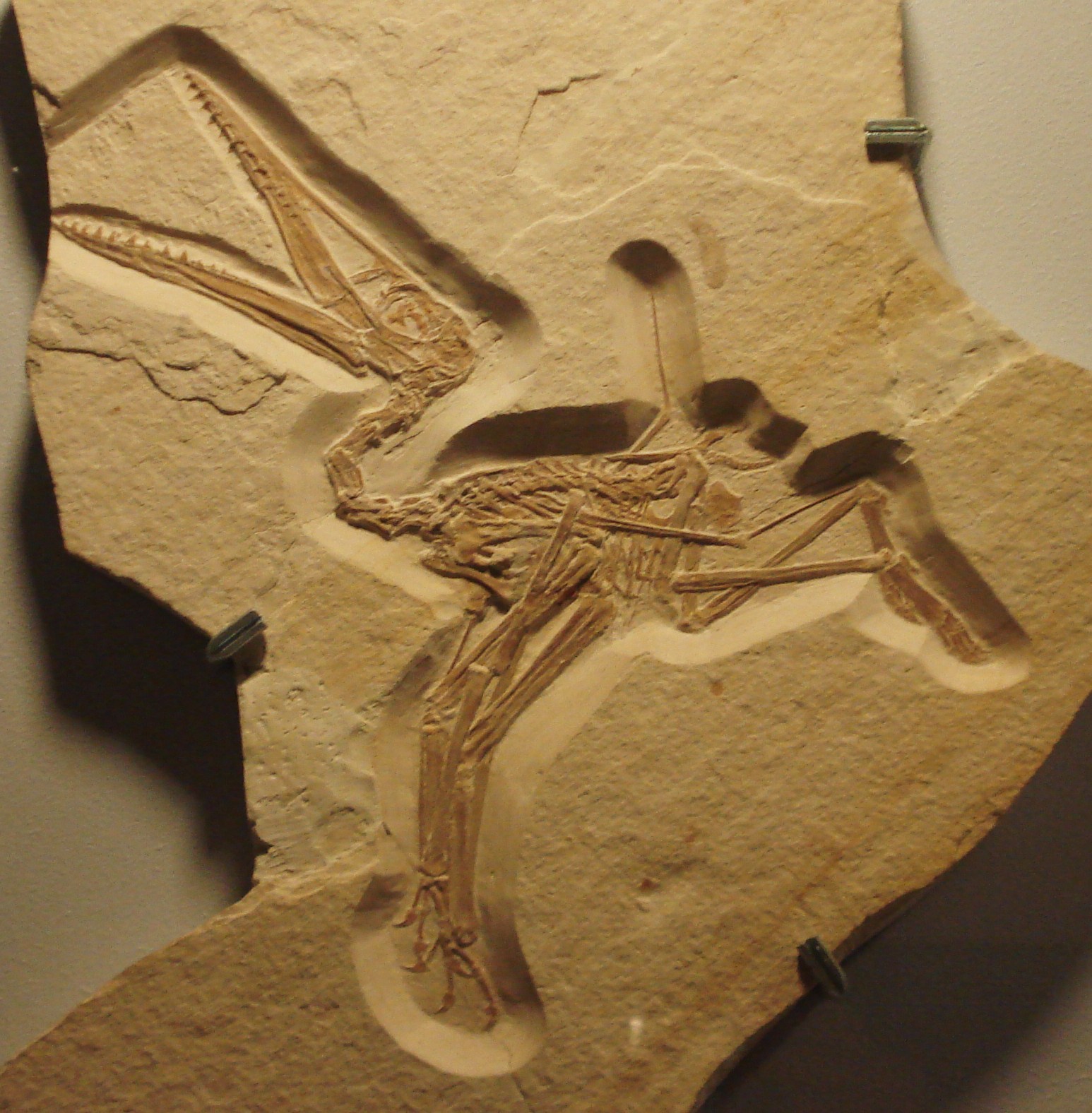 Pterodactyl: A Ameaça Jurássica, Wiki SBTpedia