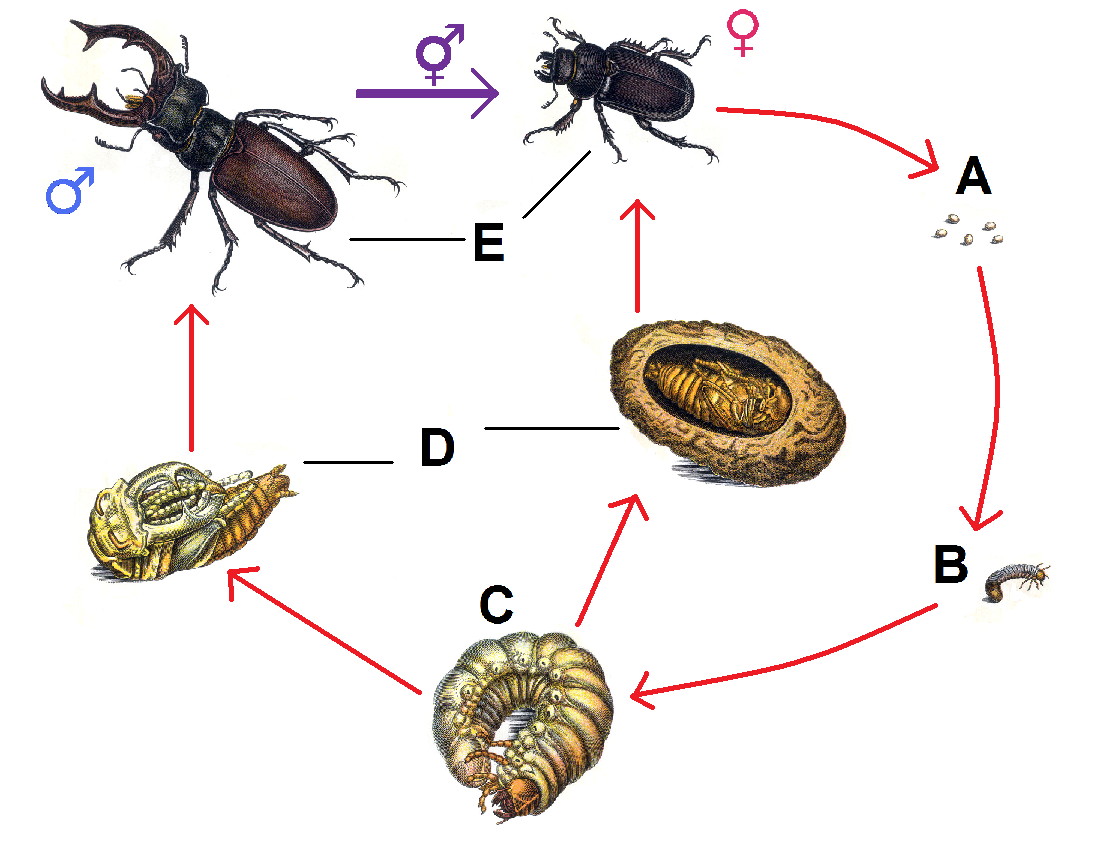 Жизненный цикл майского жука схема