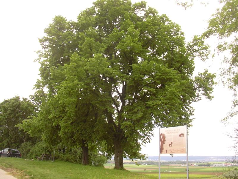 File:SchwieberdingenKatharinenlinde.jpg