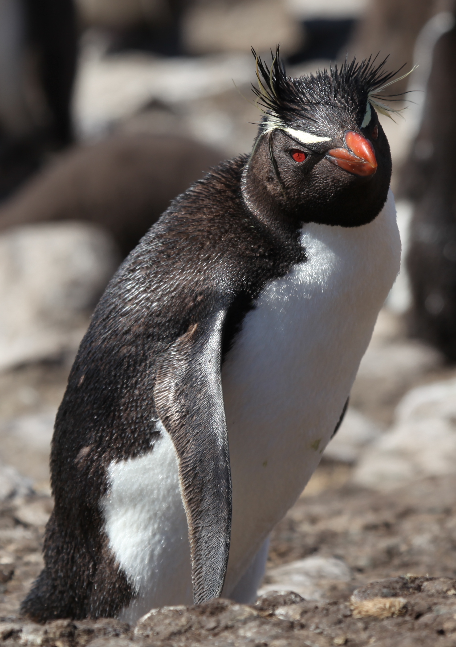 rockhopper penguin lifespan