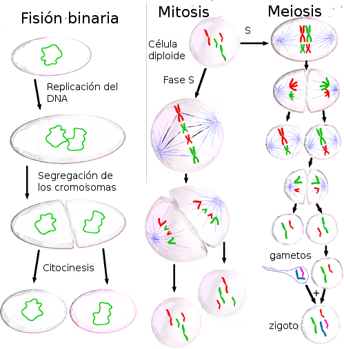 File:Three cell growth types es.png