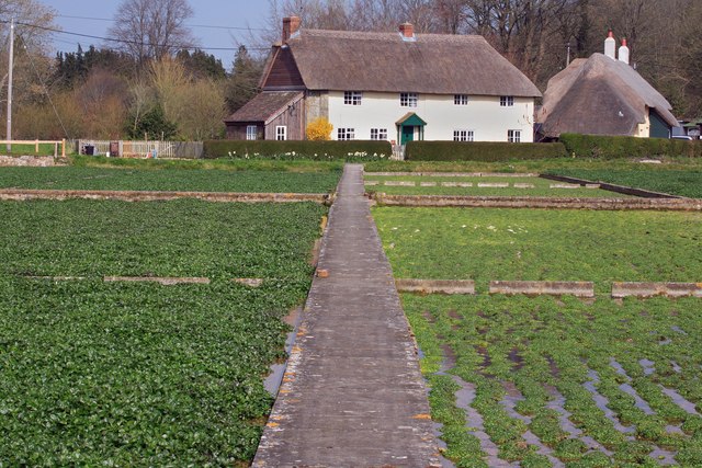 File:Watercress beds at Broad Chalke - geograph.org.uk - 401937.jpg