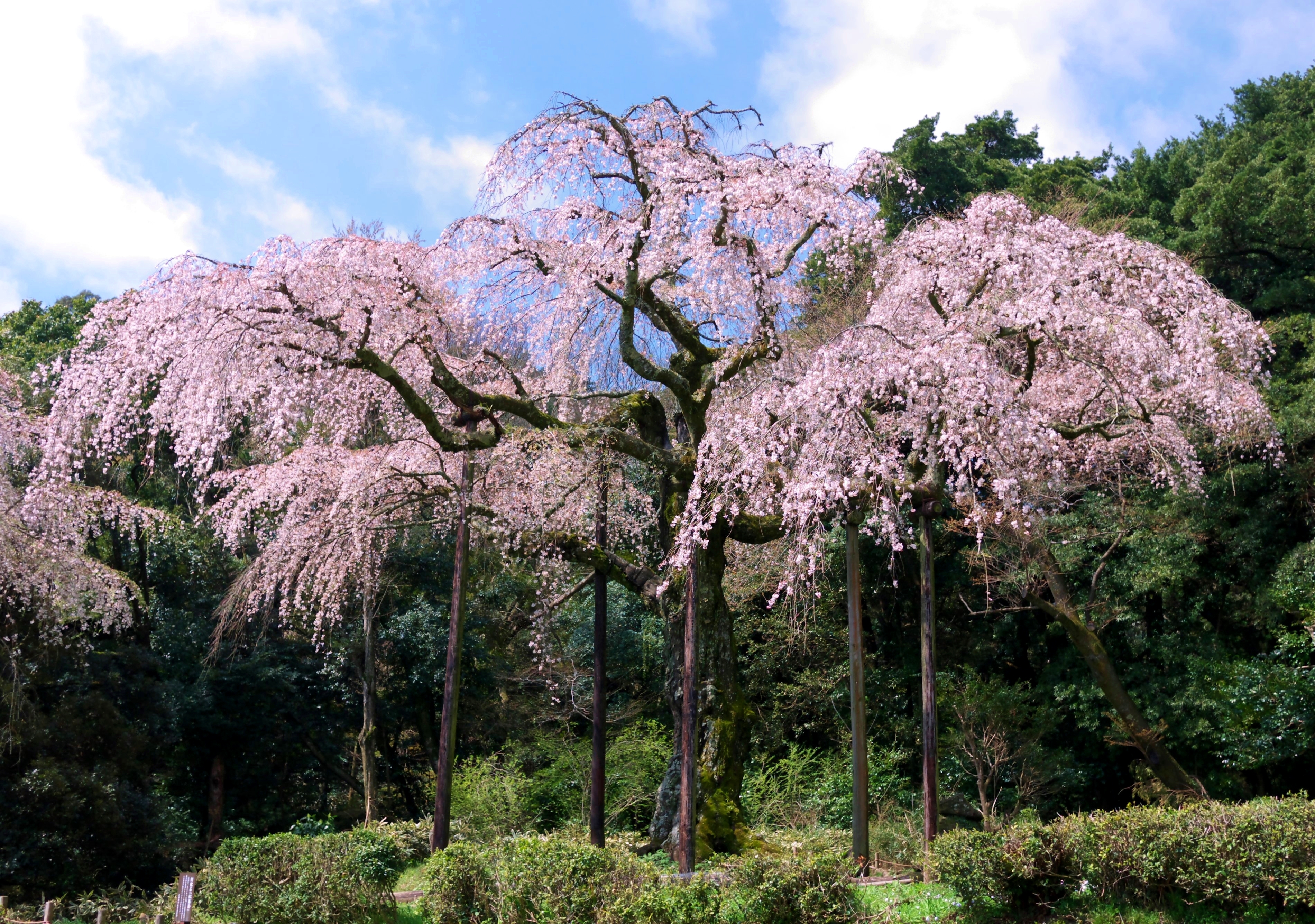 長興山のシダレザクラ Wikipedia