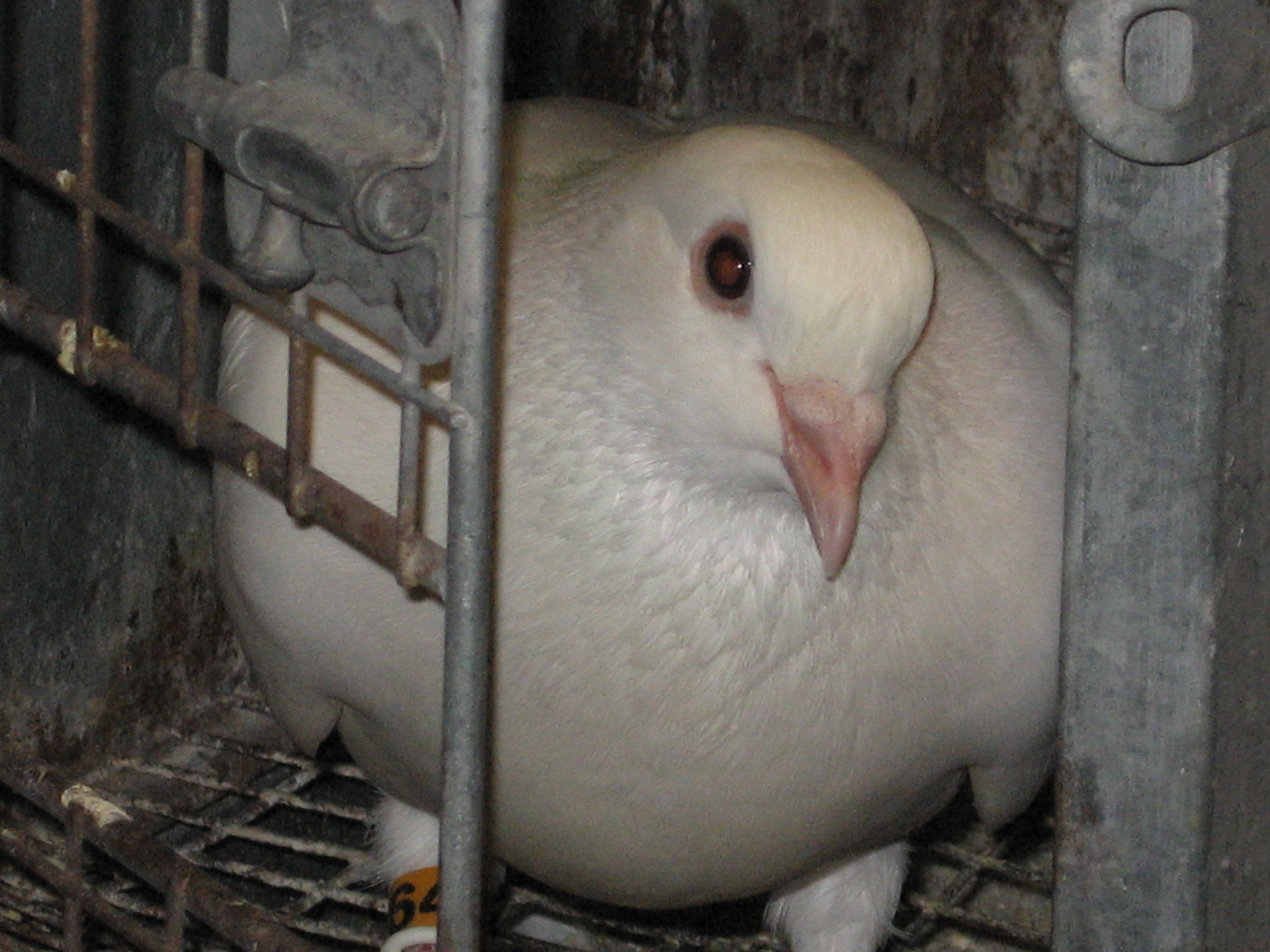 images of white pigeon