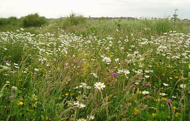 File:Wildflowers, Walberswick - geograph.org.uk - 192581.jpg