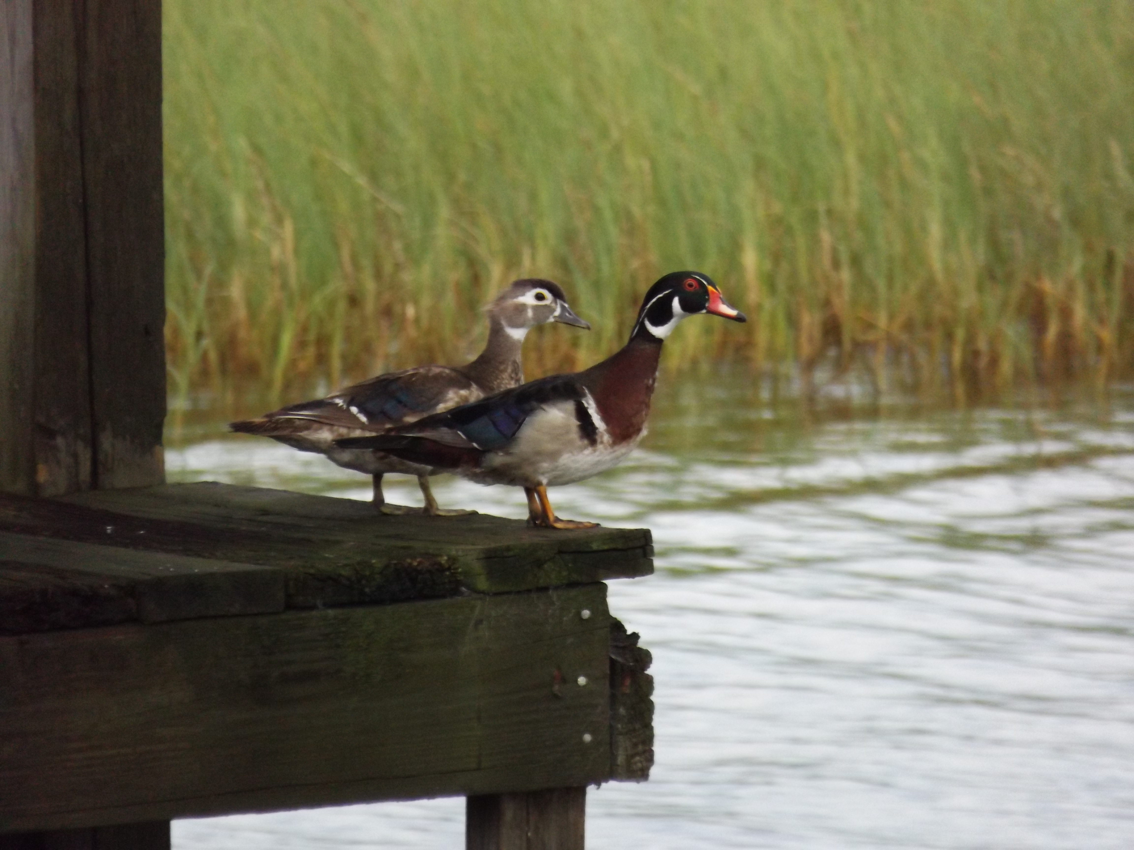 A female (left) and male (right) pair of wood ducks on a dock in Winter Haven, FL. Photo by: Floodmfx [CC BY-SA 3.0 (https://creativecommons.org/licenses/by-sa/3.0)]