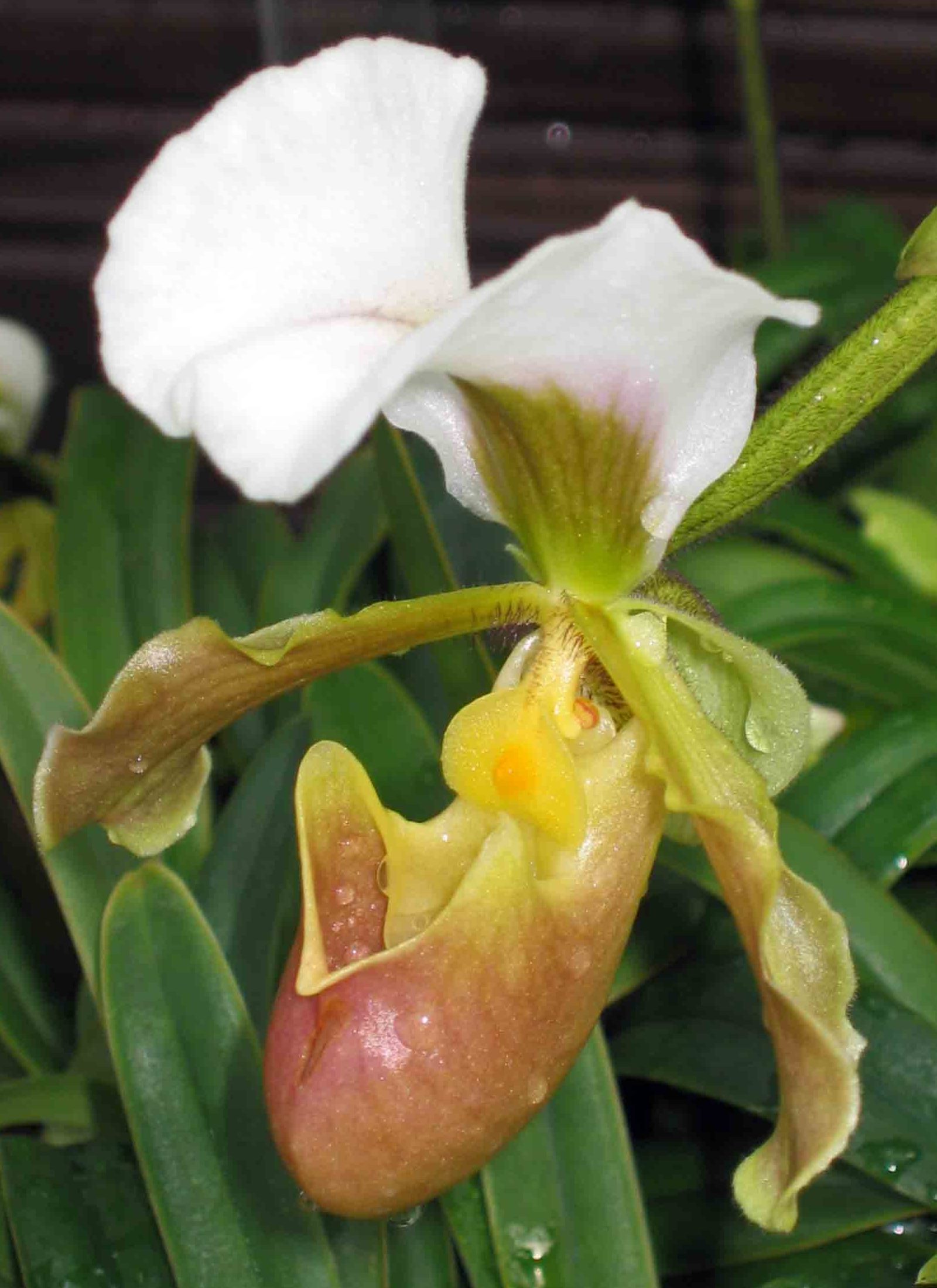 Paphiopedilum barbigerum - Wikispecies