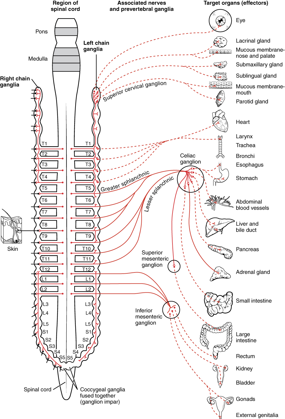 Sympathetic nervous system - Wikipedia